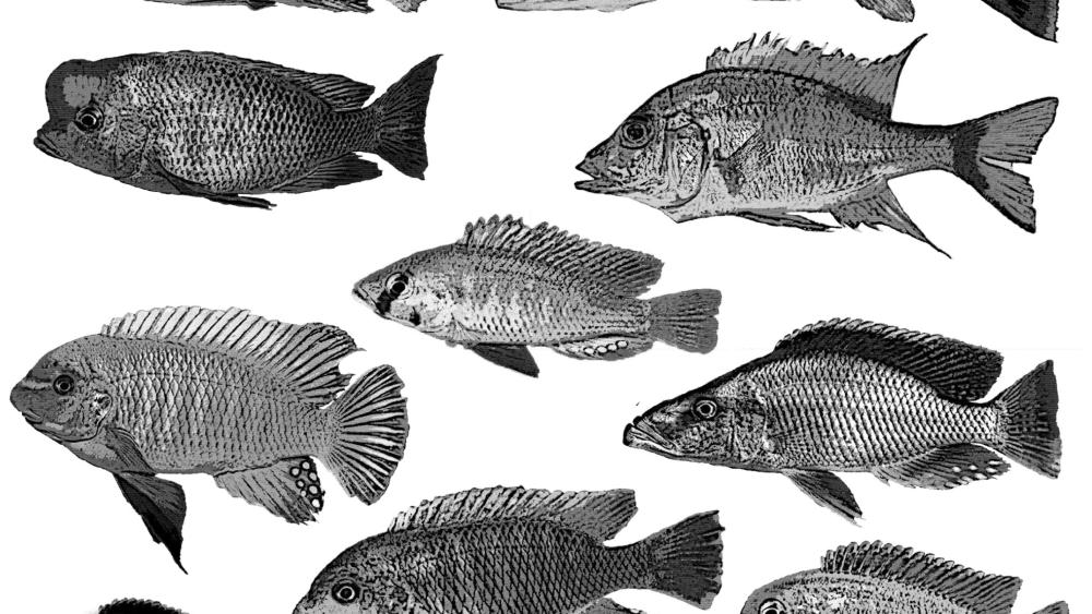 洋書 Lake Malawi Cichlids マラウイ シクリッド
